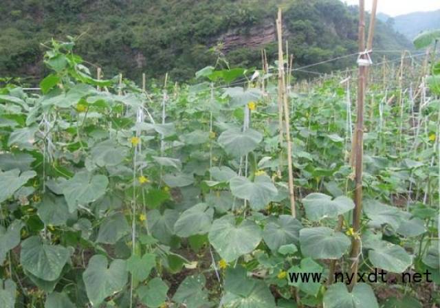 露地蔬菜种植