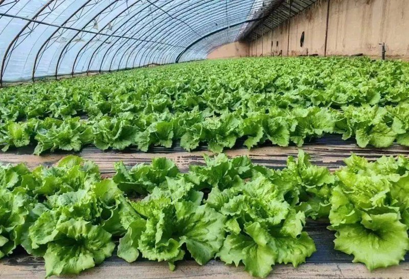 绿林盟种植合作社引领现代农业革命