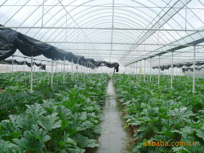 青铜峡蔬菜种植产业观察